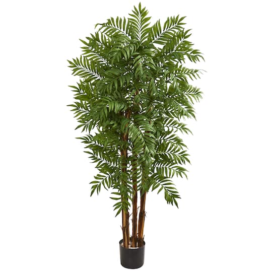 5.5ft. Potted Parlour Palm Tree
